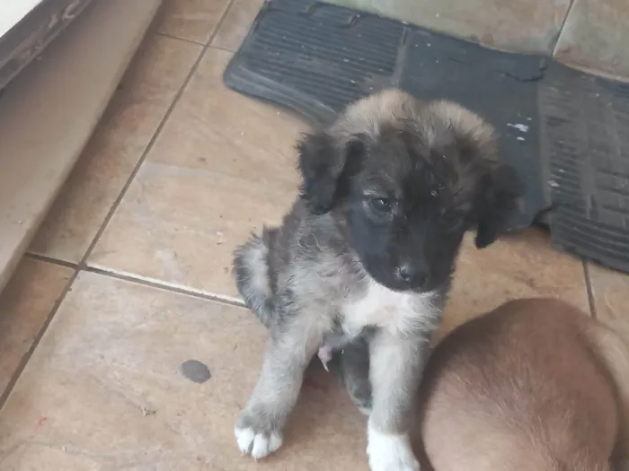 Cachorro ra a Viralata idade Abaixo de 2 meses nome Não tem nome ainda