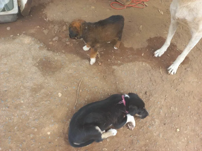 Cachorro ra a Viralata idade Abaixo de 2 meses nome Não tem nome ainda