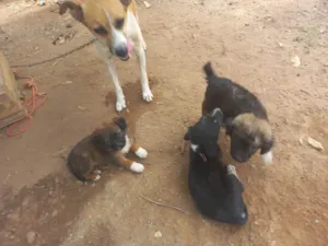 Cachorro raça Viralata idade Abaixo de 2 meses nome Não tem nome ainda