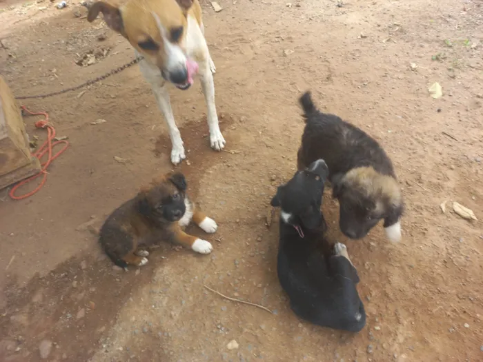 Cachorro ra a Viralata idade Abaixo de 2 meses nome Não tem nome ainda
