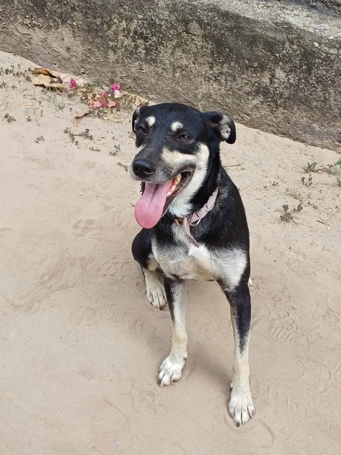 Cachorro ra a Srd  idade 1 ano nome Menina 