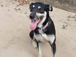 Cachorro raça Srd  idade 1 ano nome Menina 