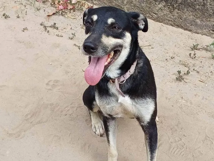 Cachorro ra a Srd  idade 1 ano nome Menina 