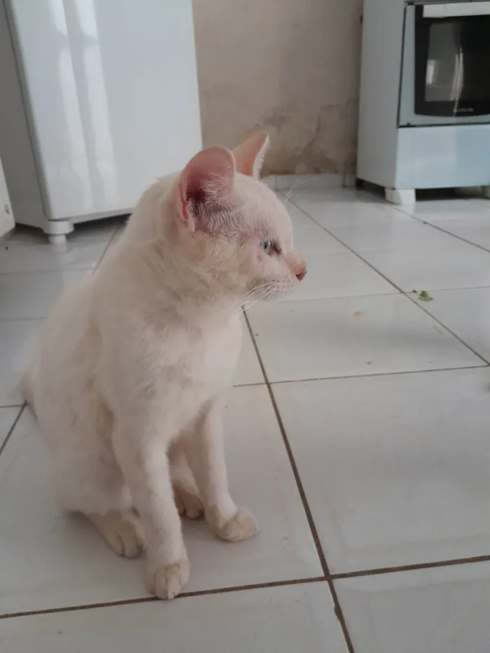 Gato ra a  idade  nome Pipoca