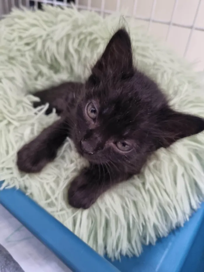 Gato ra a SRD-ViraLata idade Abaixo de 2 meses nome Filhote Zulu