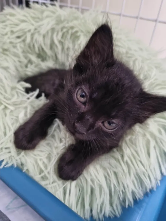 Gato ra a SRD-ViraLata idade Abaixo de 2 meses nome Filhote Zulu