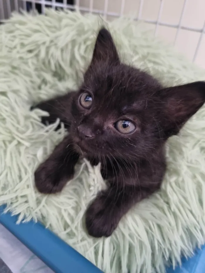 Gato ra a SRD-ViraLata idade Abaixo de 2 meses nome Filhote Zulu