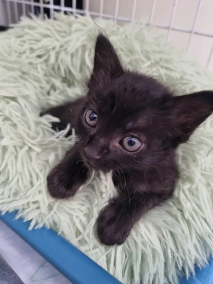 Gato ra a SRD-ViraLata idade Abaixo de 2 meses nome Filhote Zulu