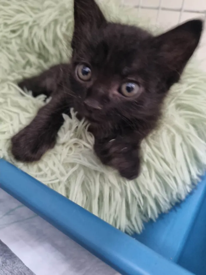 Gato ra a SRD-ViraLata idade Abaixo de 2 meses nome Filhote Zulu