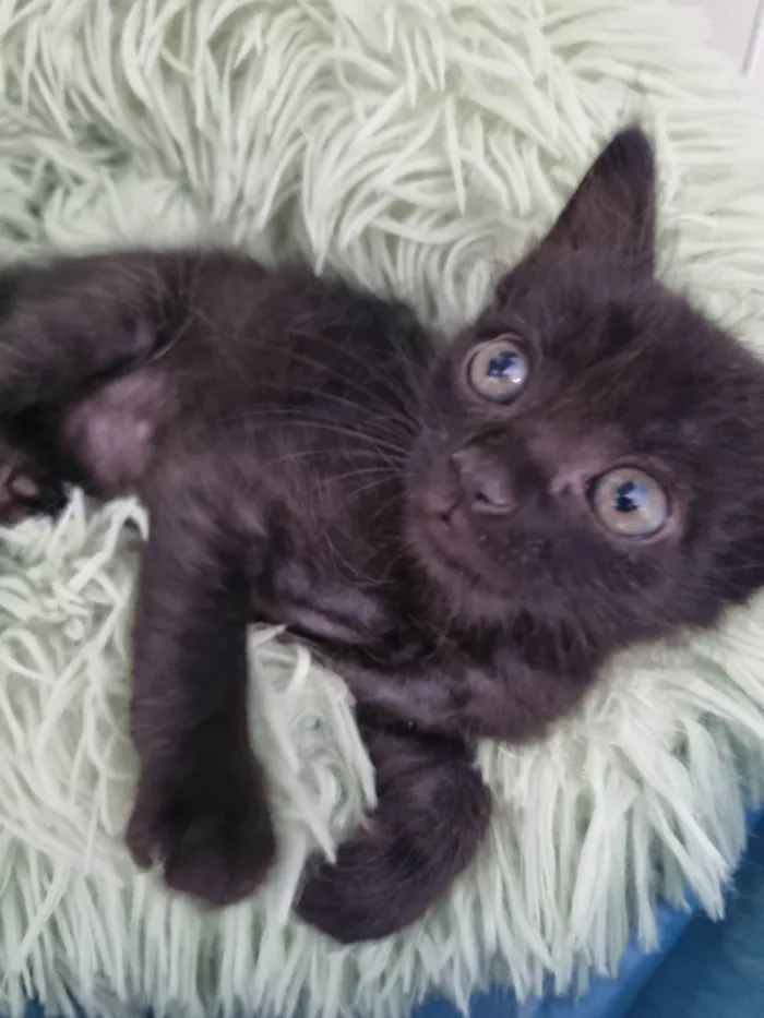 Gato ra a SRD-ViraLata idade Abaixo de 2 meses nome Filhote Zulu