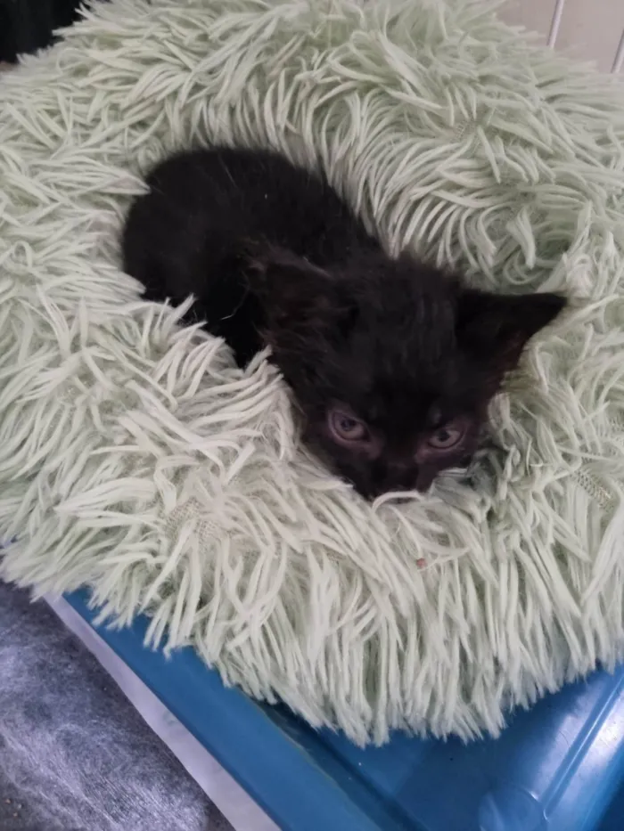 Gato ra a SRD-ViraLata idade Abaixo de 2 meses nome Filhote Zulu