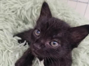 Gato raça SRD-ViraLata idade Abaixo de 2 meses nome Filhote Zulu