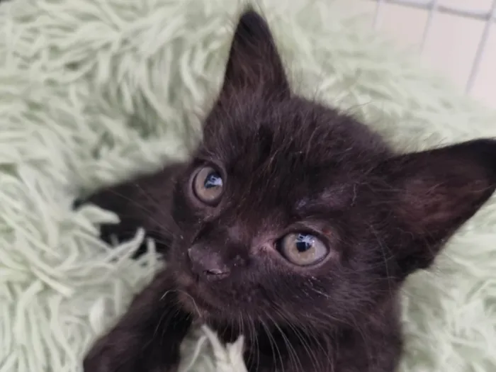 Gato ra a SRD-ViraLata idade Abaixo de 2 meses nome Filhote Zulu