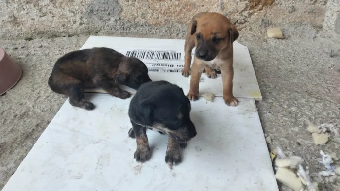 Cachorro ra a SRD-ViraLata idade Abaixo de 2 meses nome Pingo