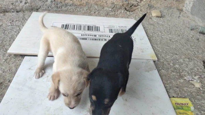 Cachorro ra a SRD-ViraLata idade Abaixo de 2 meses nome Pingo
