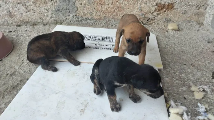 Cachorro ra a SRD-ViraLata idade Abaixo de 2 meses nome Pingo