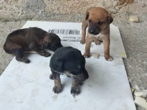 Cachorro raça SRD-ViraLata idade Abaixo de 2 meses nome Pingo