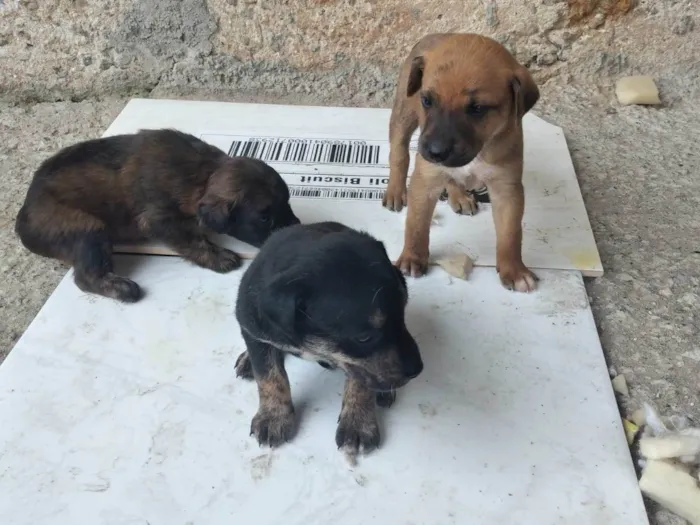Cachorro ra a SRD-ViraLata idade Abaixo de 2 meses nome Pingo