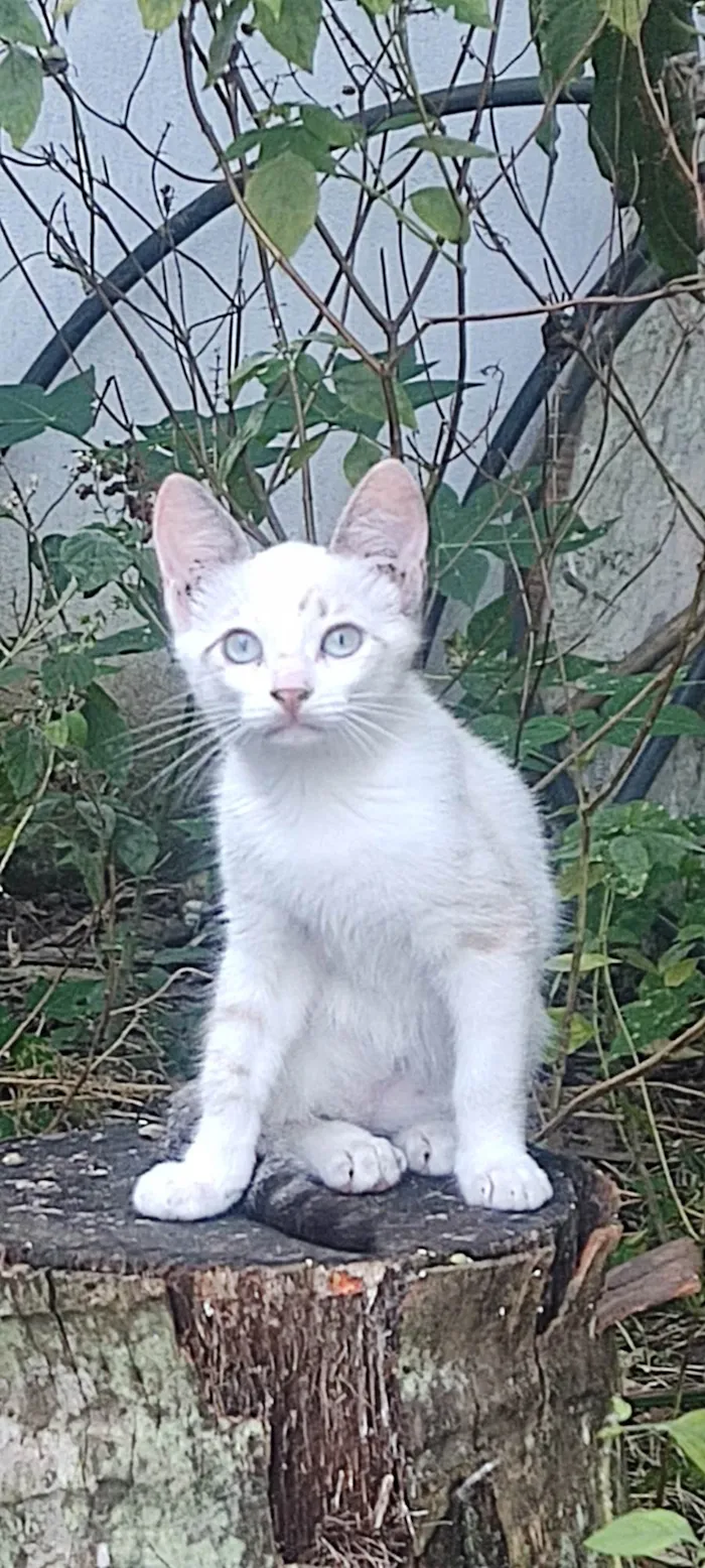 Gato ra a Vira lata  idade 2 a 6 meses nome 3