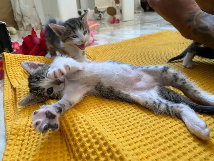 Gato ra a SRD-ViraLata idade 2 a 6 meses nome 3 lindos gatinhos