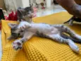 3 lindos gatinhos