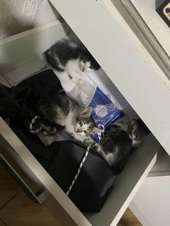 Gato ra a SRD-ViraLata idade 2 a 6 meses nome 3 lindos gatinhos