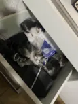 3 lindos gatinhos