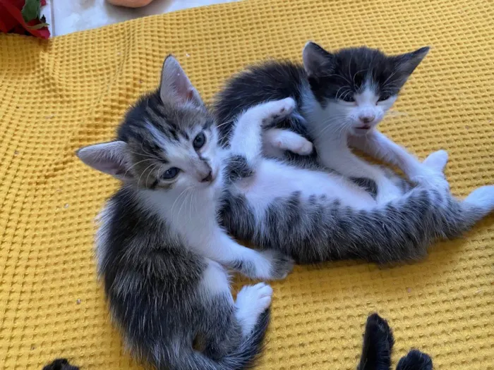 Gato ra a SRD-ViraLata idade 2 a 6 meses nome 3 lindos gatinhos