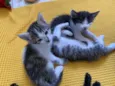 3 lindos gatinhos