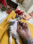 3 lindos gatinhos