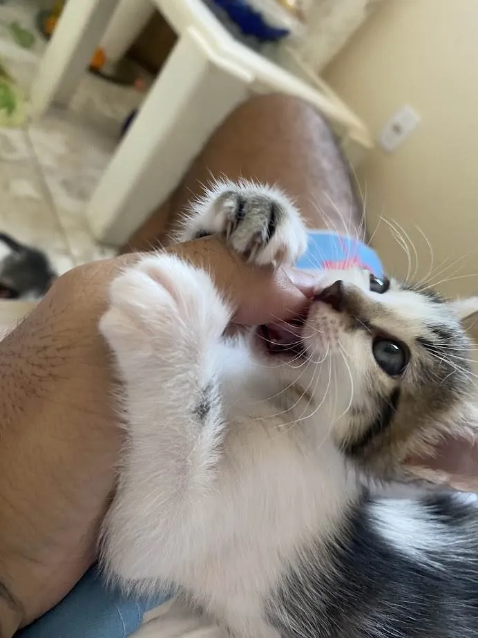 Gato ra a SRD-ViraLata idade 2 a 6 meses nome 3 lindos gatinhos
