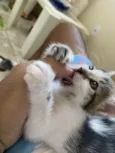 3 lindos gatinhos