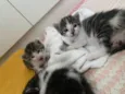3 lindos gatinhos