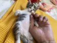 3 lindos gatinhos