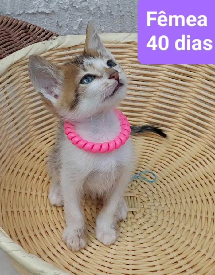 Gato ra a  idade 2 a 6 meses nome Filhotes Eliana