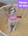 Filhotes Eliana