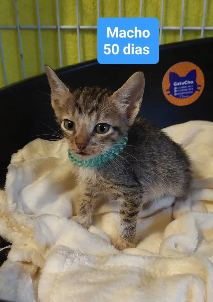 Gato ra a  idade 2 a 6 meses nome Filhotes Eliana