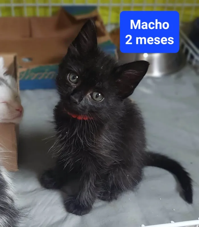 Gato ra a  idade 2 a 6 meses nome Filhotes Eliana