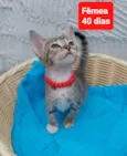 Filhotes Eliana
