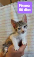Filhotes Eliana