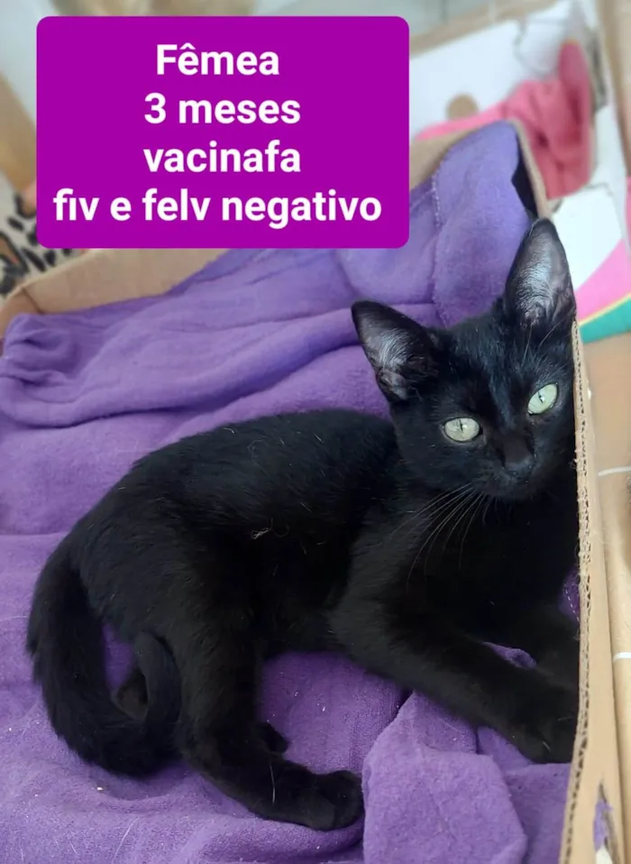 Gato ra a  idade 2 a 6 meses nome Filhotes Eliana