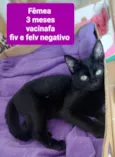 Filhotes Eliana