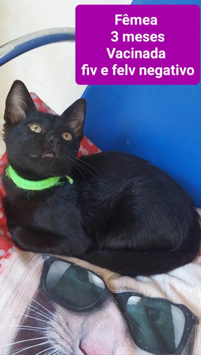 Gato ra a  idade 2 a 6 meses nome Filhotes Eliana