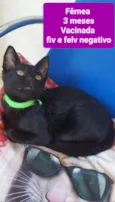 Filhotes Eliana