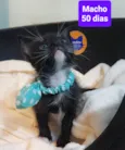 Filhotes Eliana