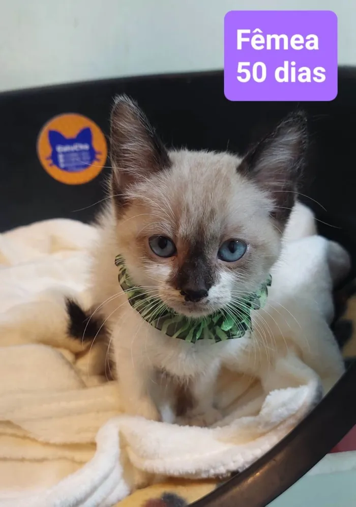 Gato ra a  idade 2 a 6 meses nome Filhotes Eliana