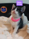 Filhotes Eliana