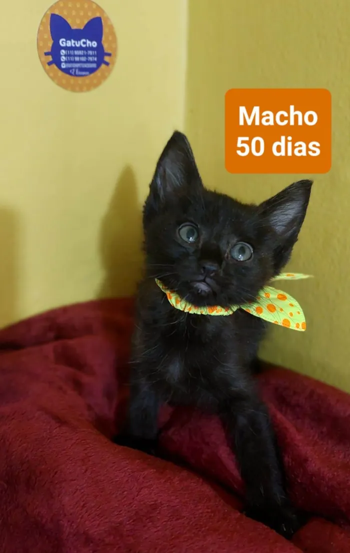 Gato ra a  idade 2 a 6 meses nome Filhotes Eliana