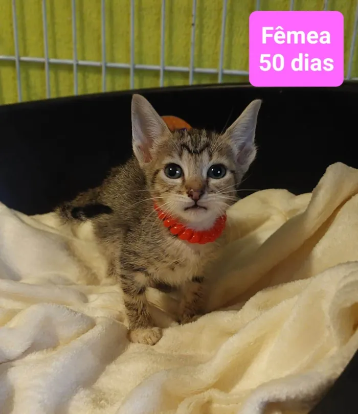 Gato ra a  idade 2 a 6 meses nome Filhotes Eliana