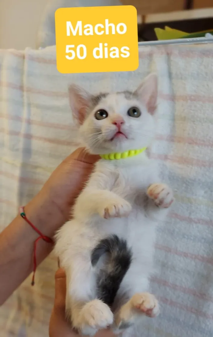 Gato ra a  idade 2 a 6 meses nome Filhotes Eliana